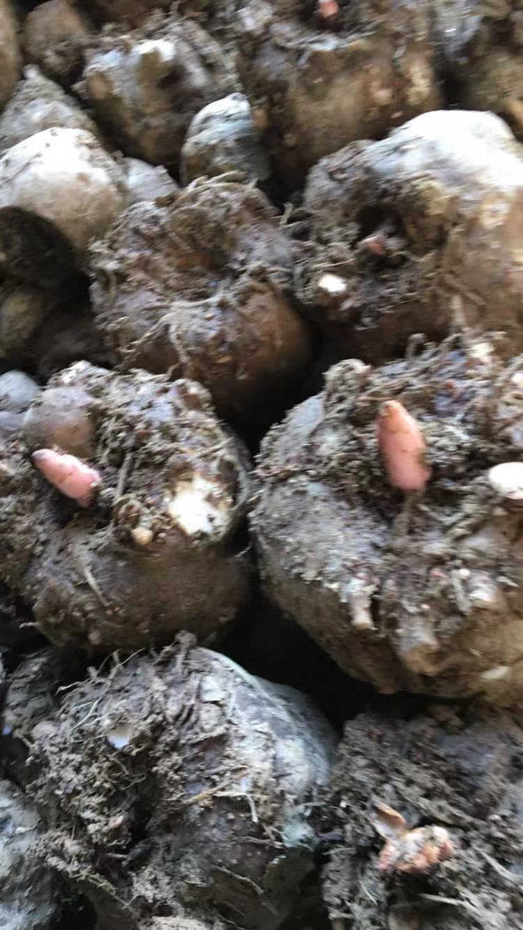 高品质魔芋种(图1)