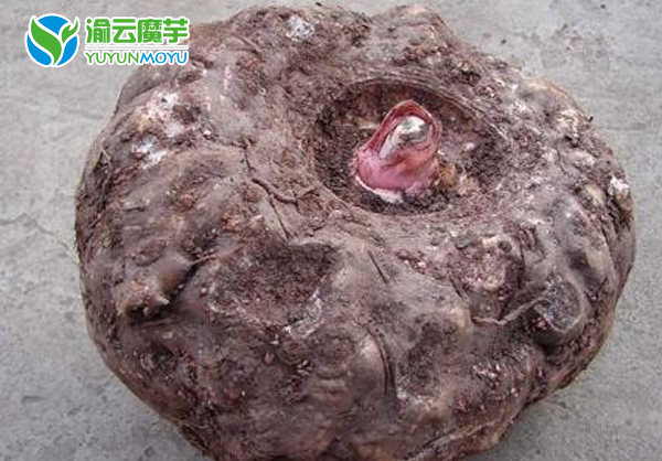 优质商品魔芋(图1)